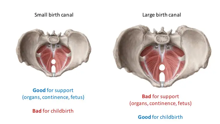 Evolution in Childbirth