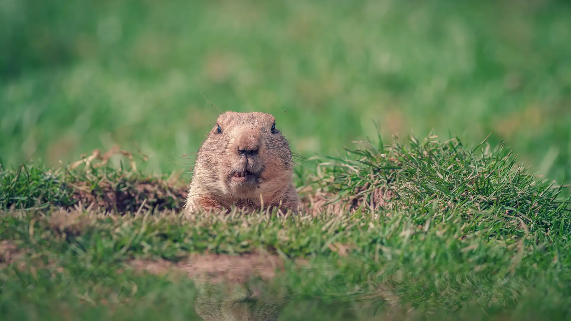 The Woodchuck as Warrior: of Whistlepigs and World Politics