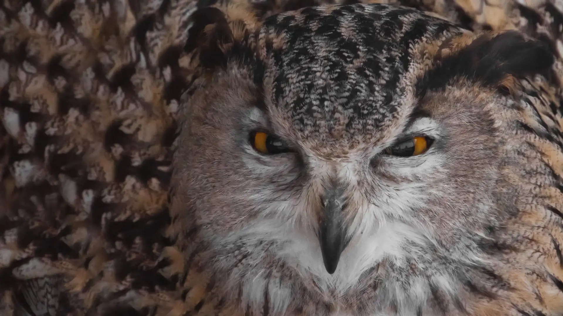 EXTRA: "Mother Owl's Revenge" by Liz Weir