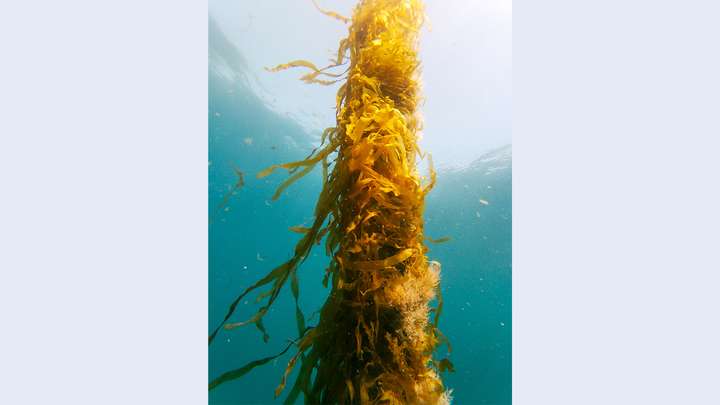 Farming Kelp to Fight Climate Change