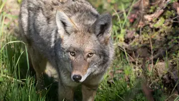 Opossum and Coyote