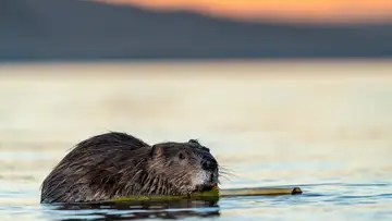 Bring Back the Beavers!