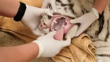 Wild Vet Adventures