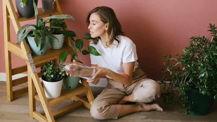 Saving House Plants