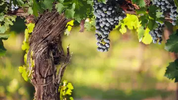 The True Vine