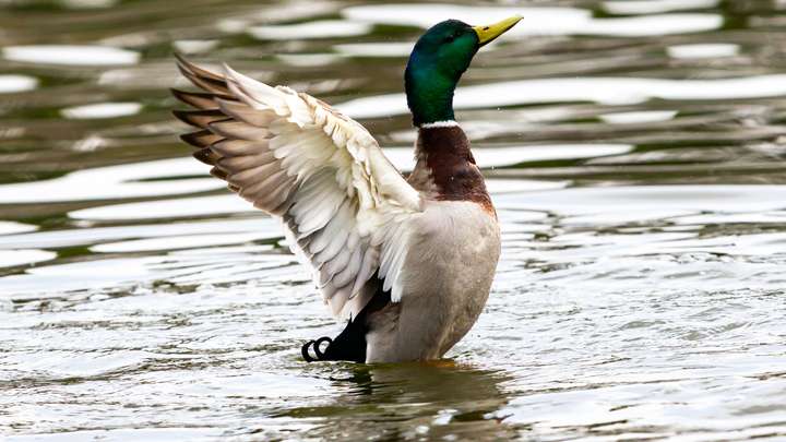 Fish Eggs Spread Far and Wide by Waterfowl