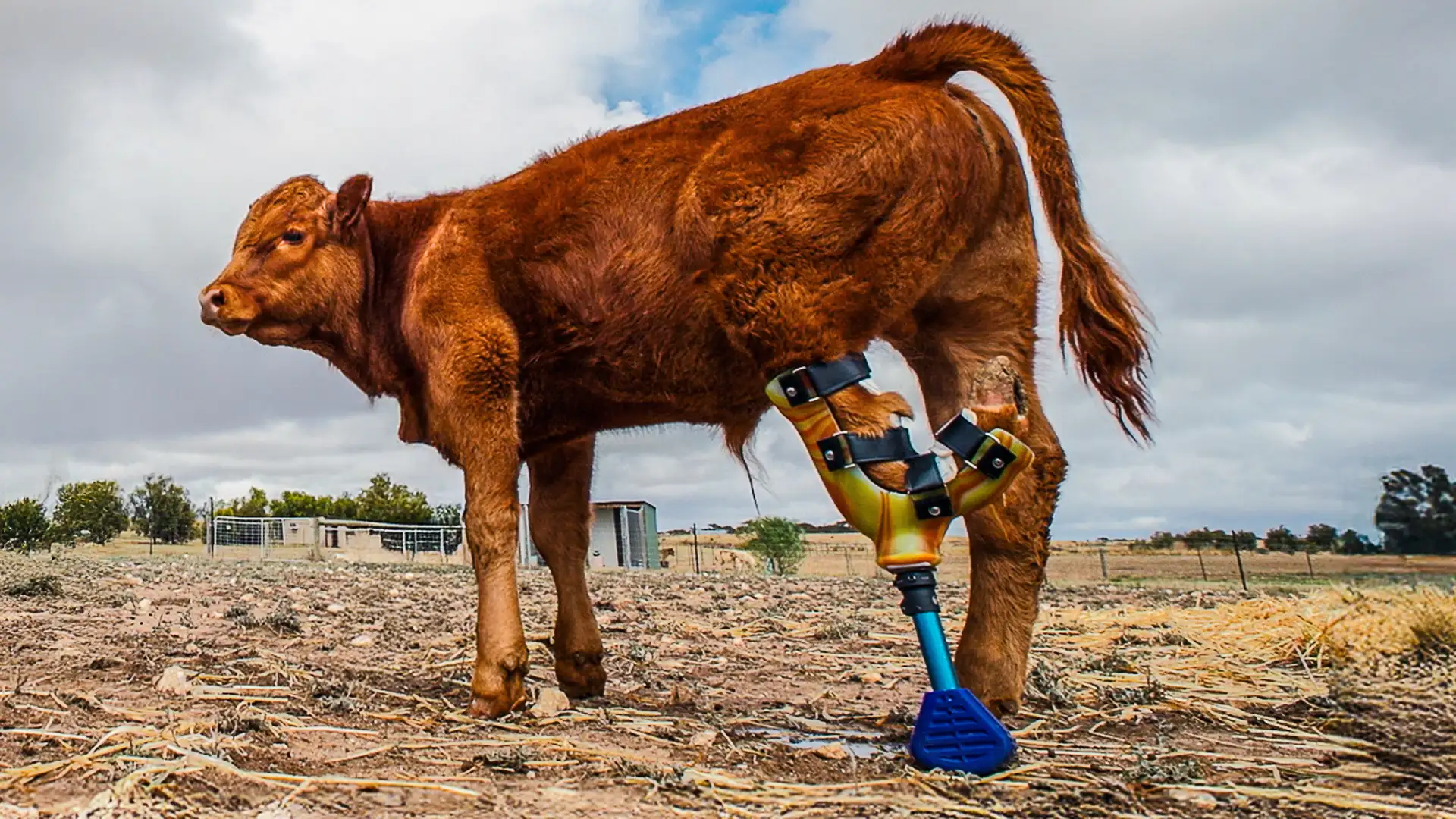 Atticus Finch's New Leg