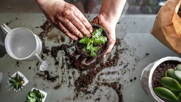 Entrepreneurship and First-time Gardening