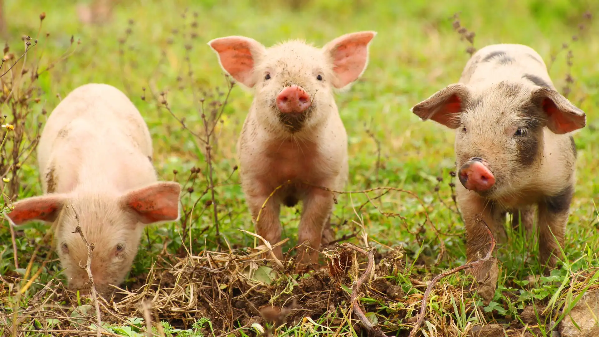 "Fractured Fairytale: 3 Little Pigs" by Donna Washington