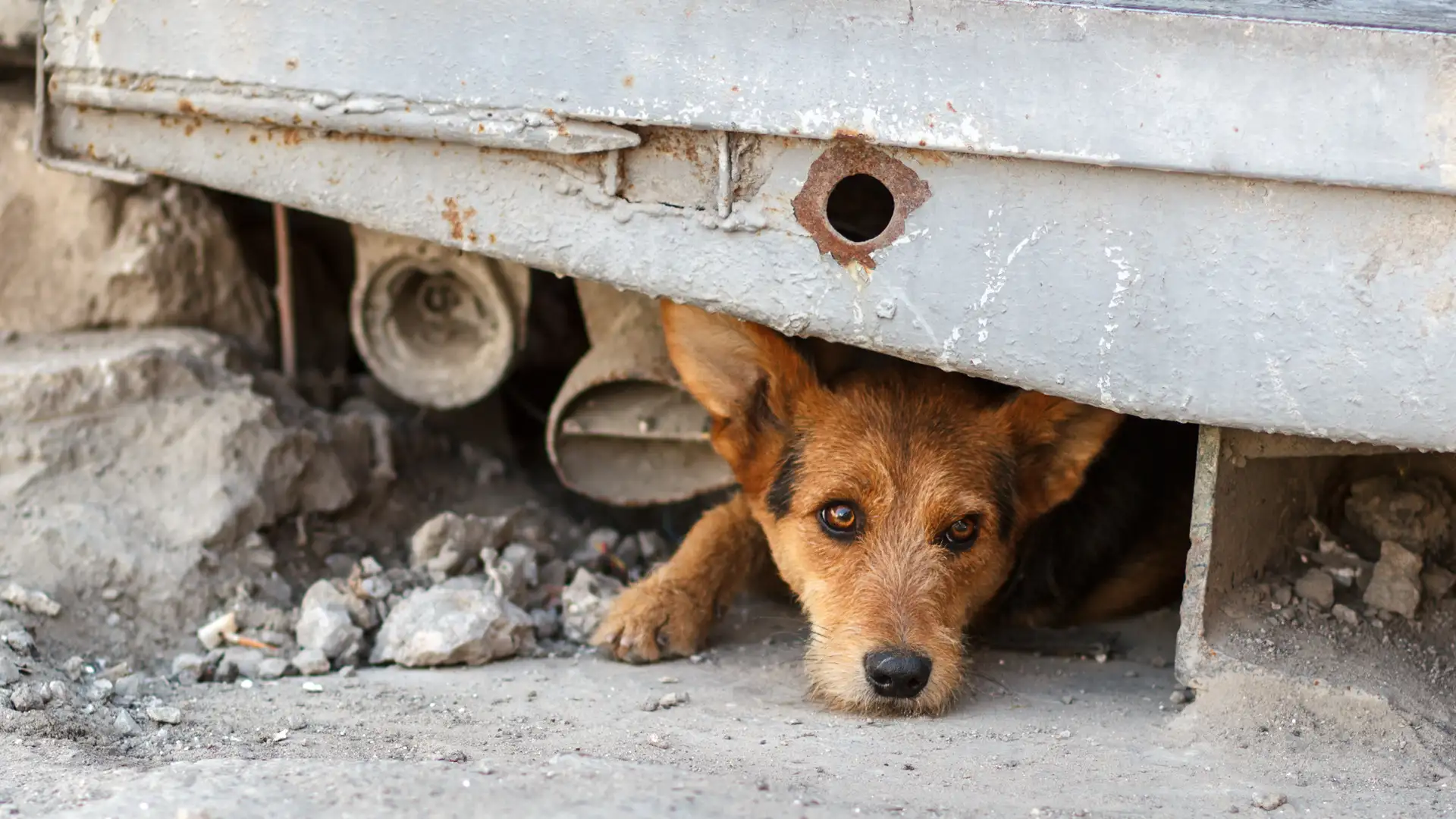 Preventing Animal Abuse