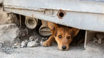 Preventing Animal Abuse