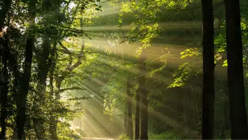 Inspiration from Heaven