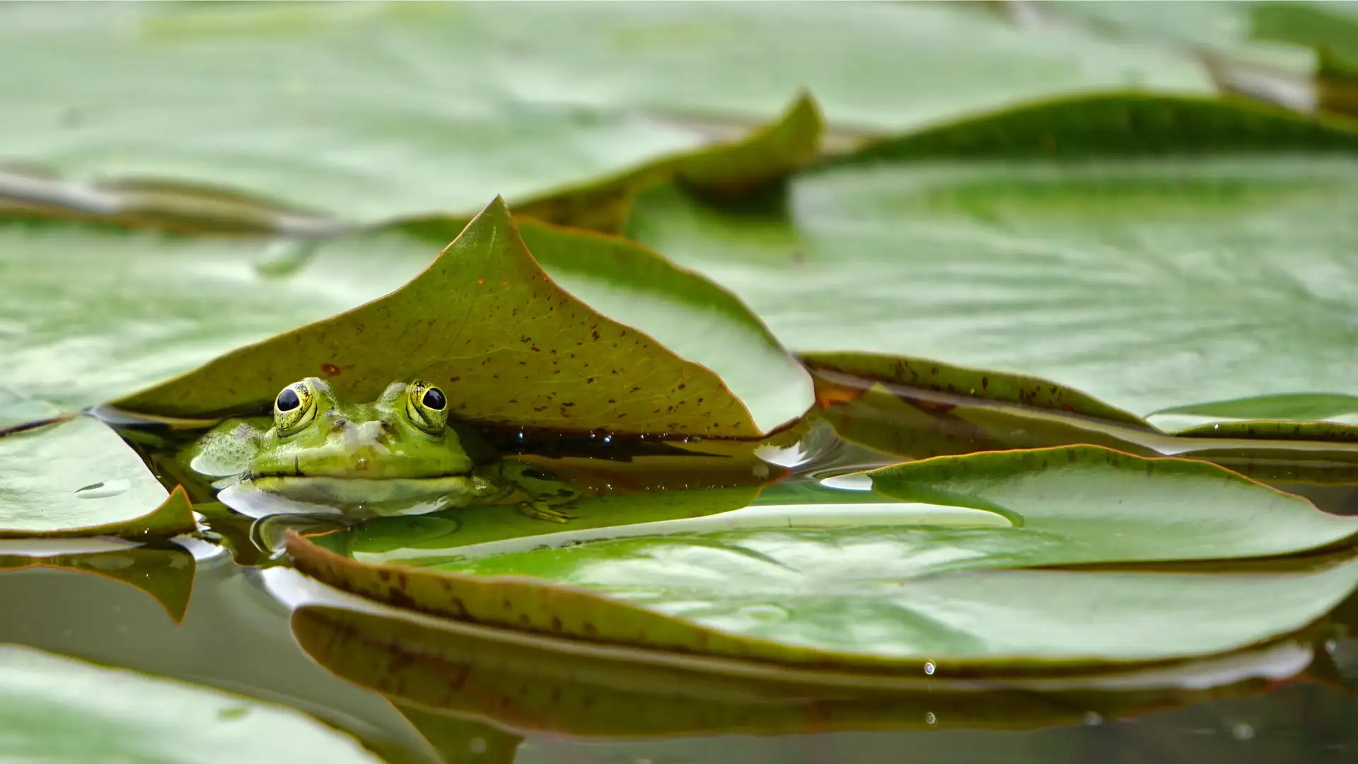 The Best Words in the Best Order