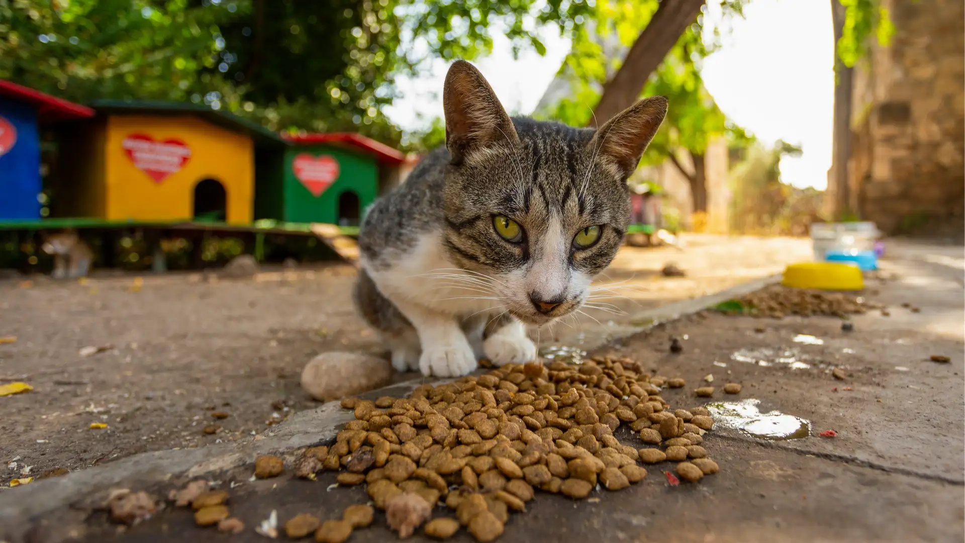 Helping Stray Animals 