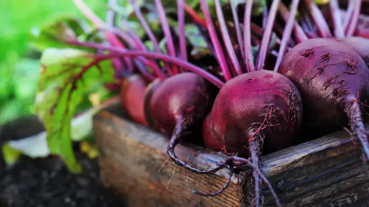 The Big Red Beet