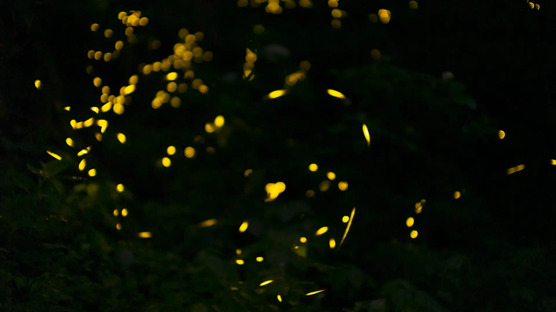 Glimmers of Awe: The Fascinating World of Fireflies