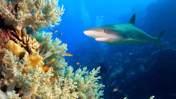 Shark Decline
