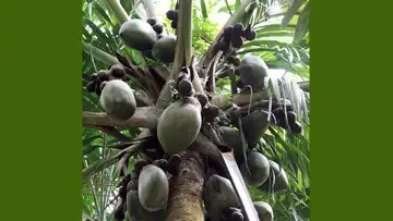 Rare Palm