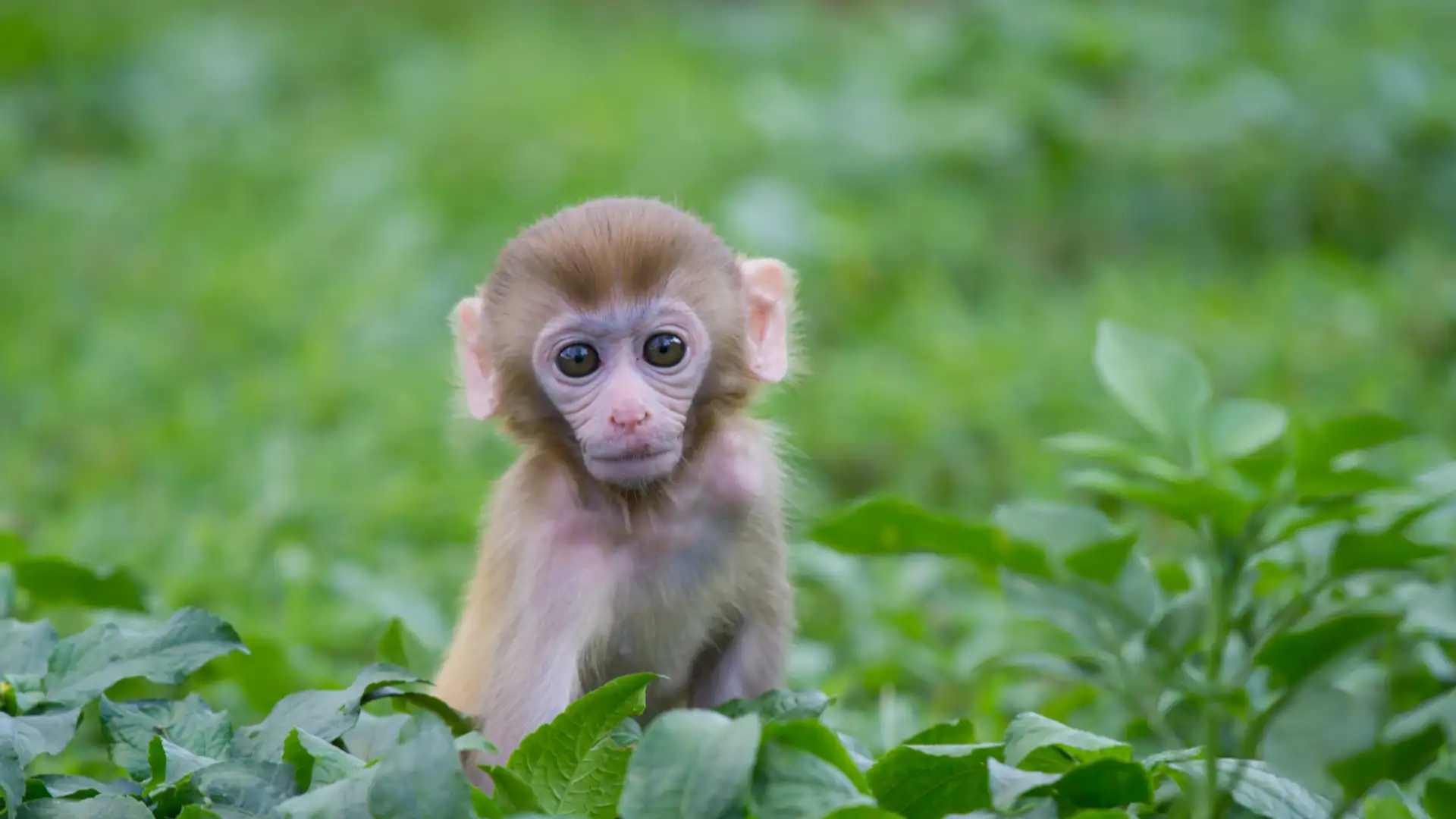 The Most Beautiful Thing