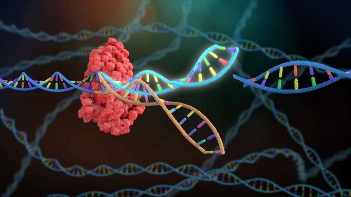 Innovative CRISPR Therapy and Cures