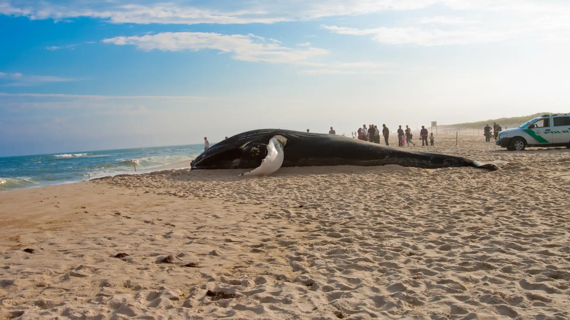 Beached Whales