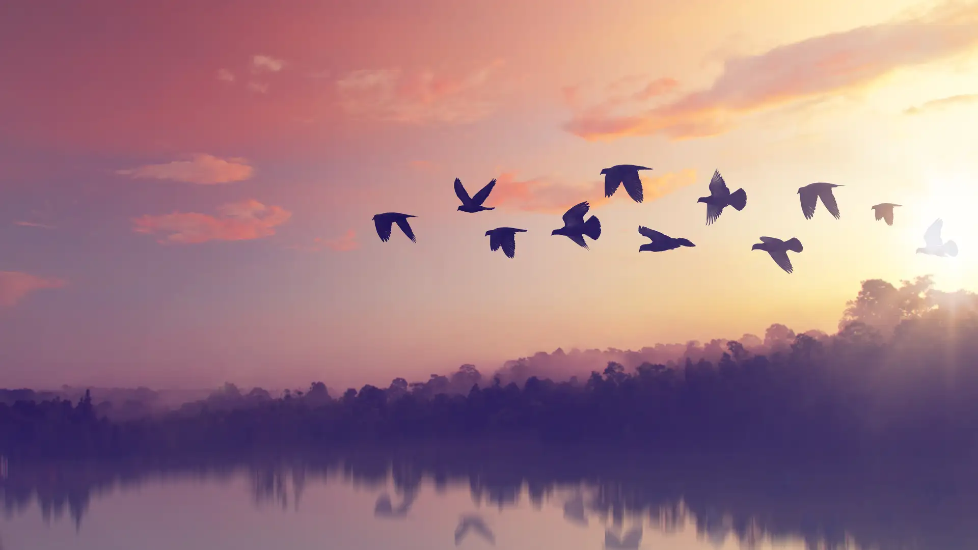 Origin of Flight in Birds