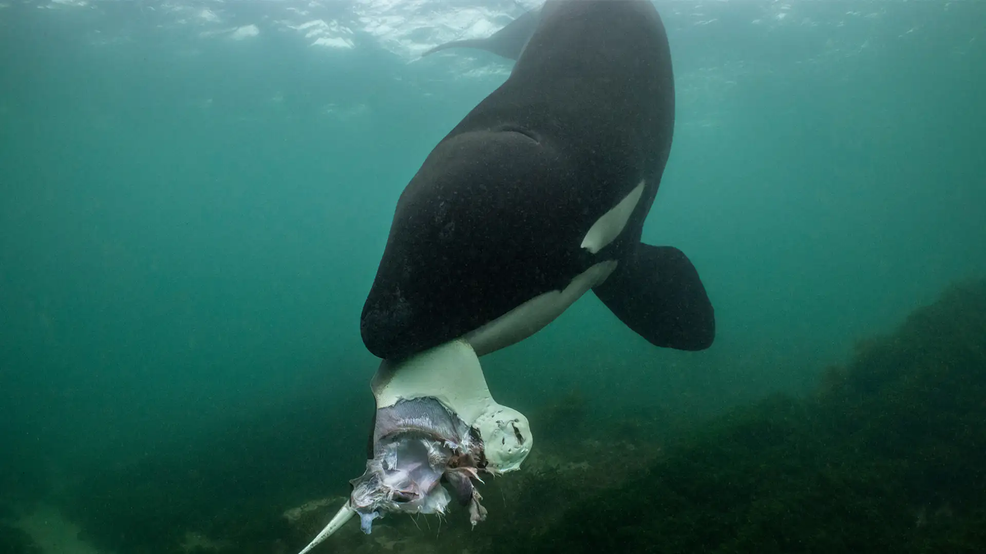 Chip Shortage, Press Criticism, Whales