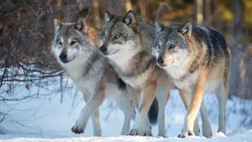 If Dogs Are Man's Best Friend, Then Why Are Wild Dogs Man's Worst Enemy?