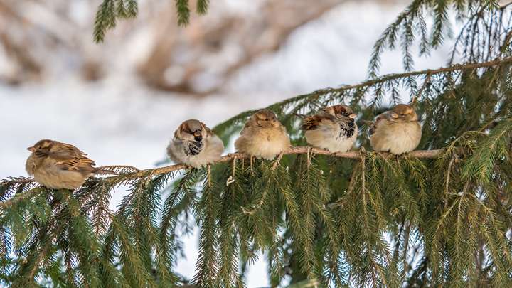 BITE: "Five Sparrows" by Susan Strauss