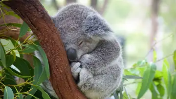 Koalas