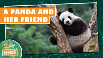 A Panda and Her Friend