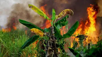 Banana Fire Buffers
