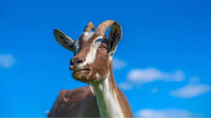 EXTRA: "The Goat and the Antelope Farm Together" by Glenda Bonin