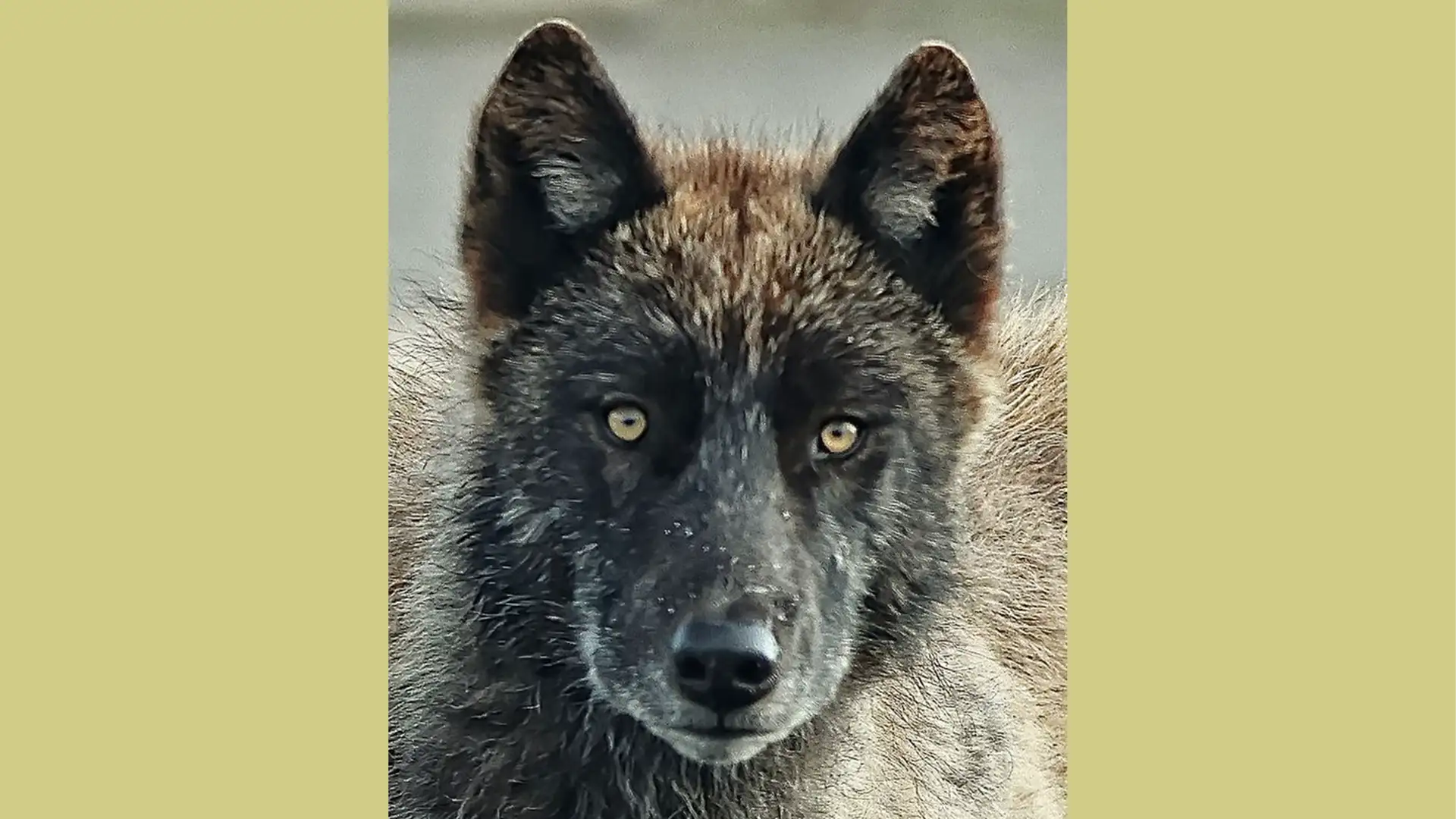 Love, Celebrate, and Heal the Land: A Navajo Artist's Journey