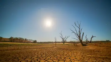 Drought Resistant Plants
