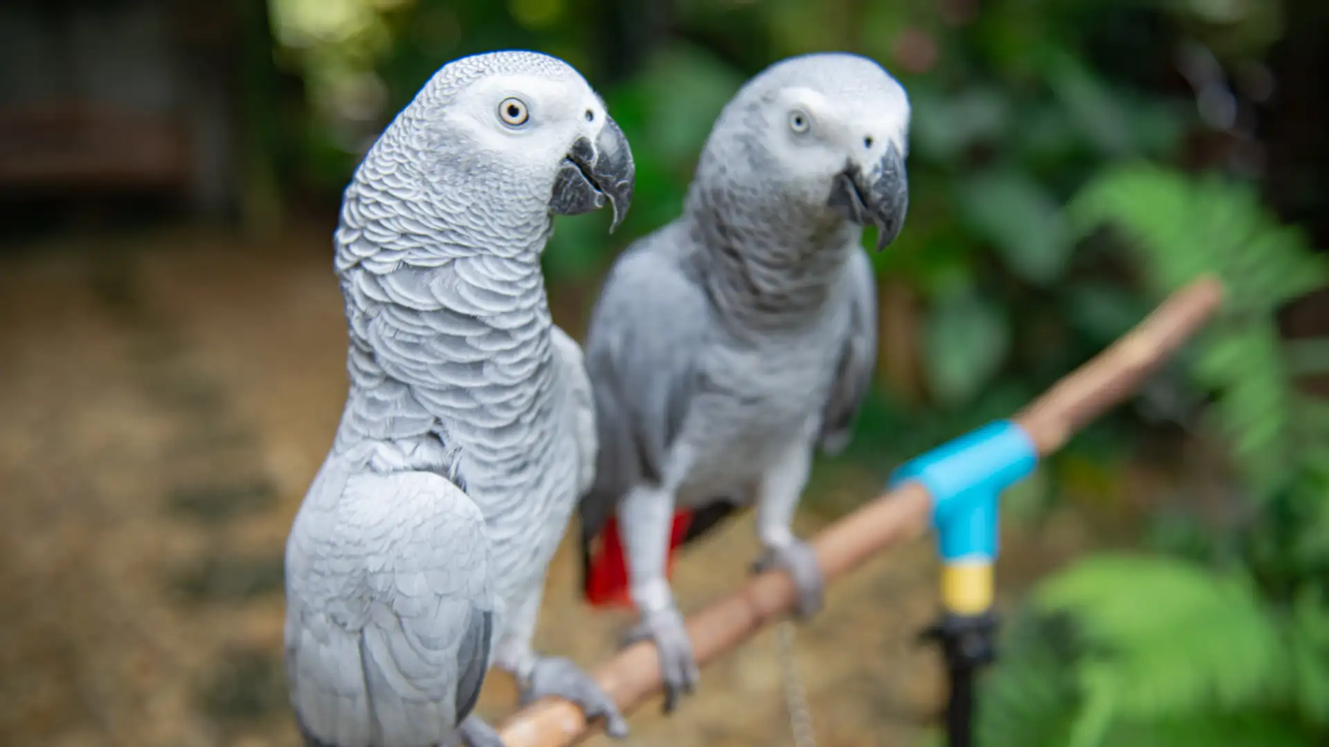 Parrot Intelligence