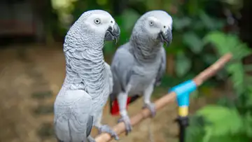 Parrot Intelligence