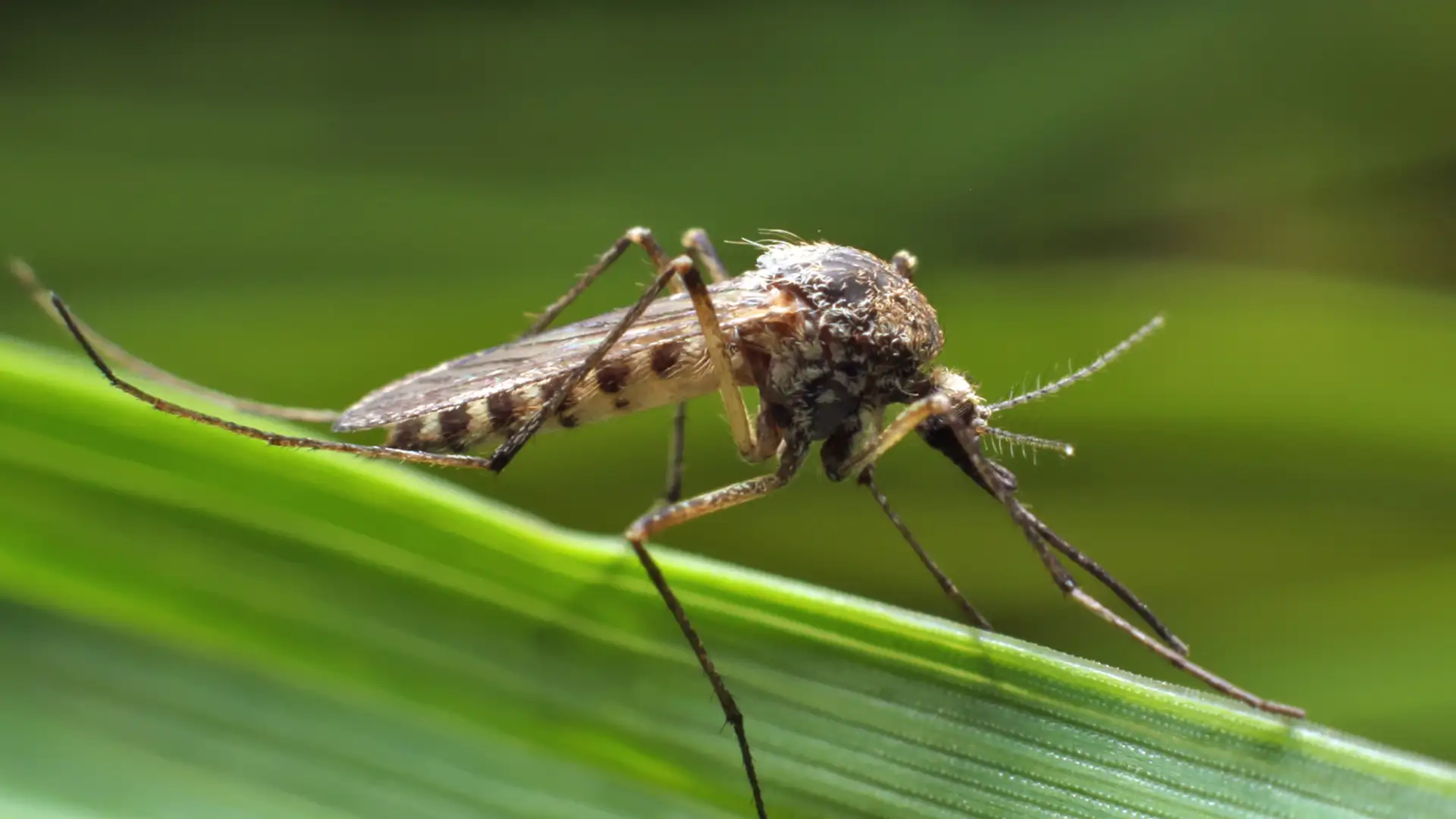 EXTRA: "The Michigan Mosquitos" by Mustard's Retreat