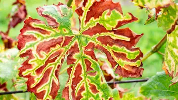 Newly Discovered Plant Protein Creates “Zombie Plants”