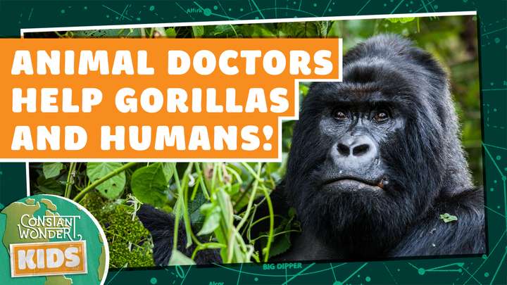 Animal Doctors Help Gorillas AND Humans!