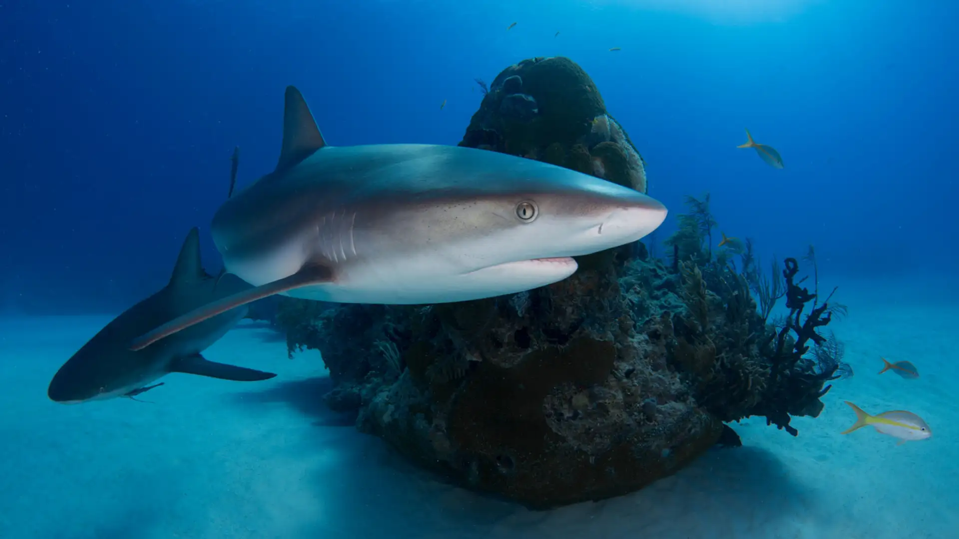 Shark Love