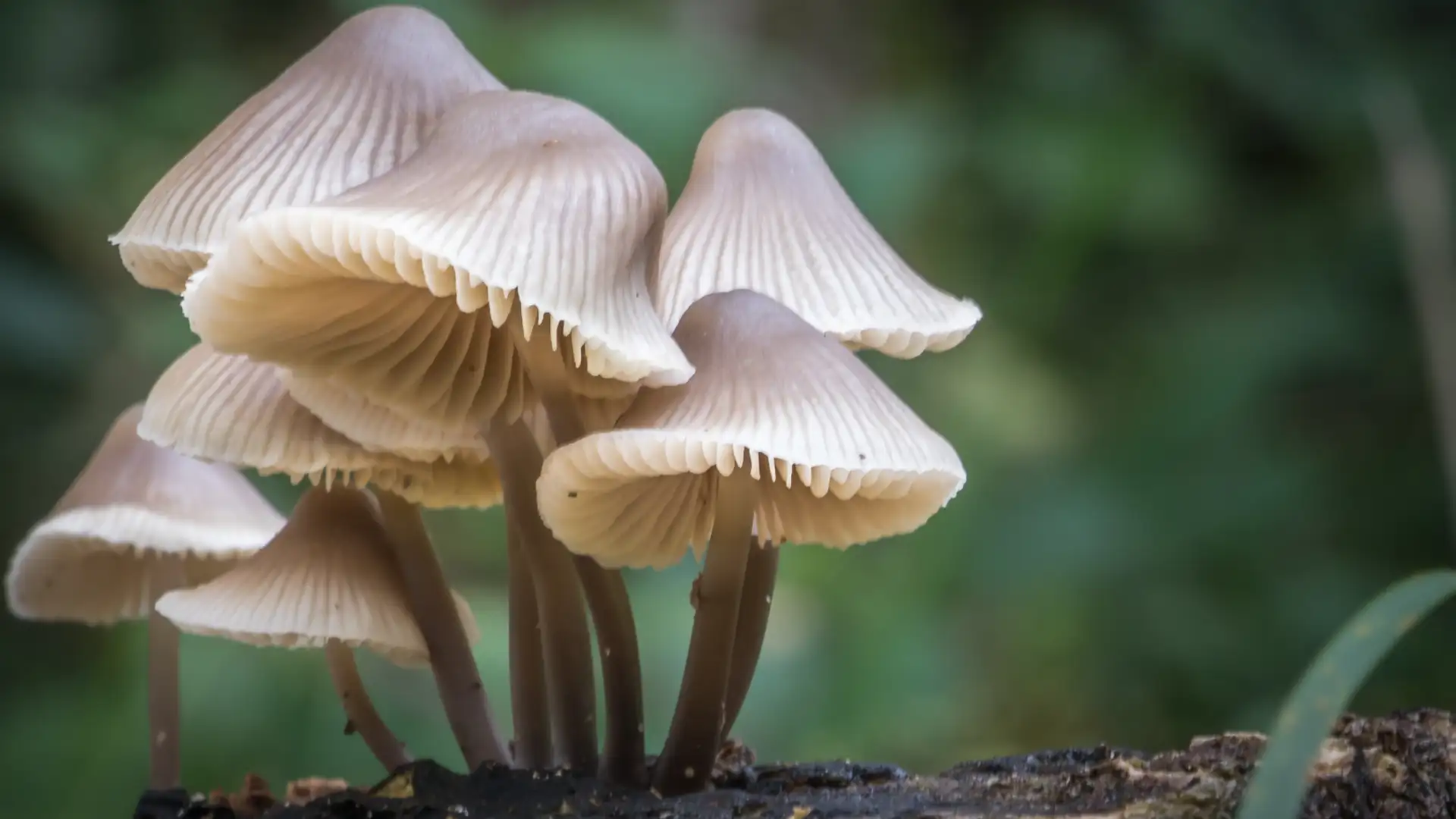 Fungipedia