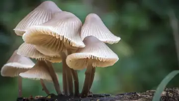 Fungipedia