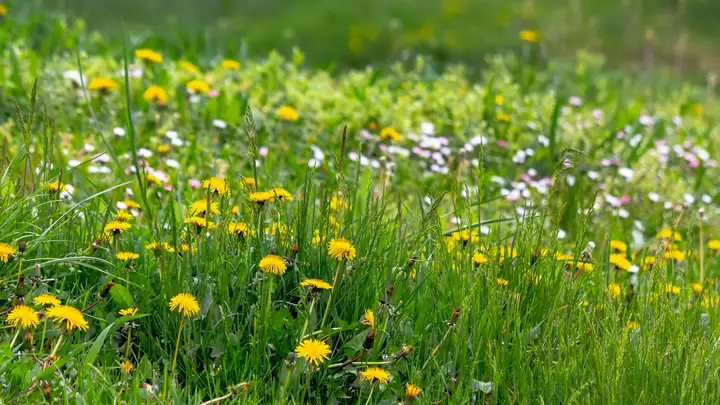 That Weed in Your Yard May Be an Ancient Crop