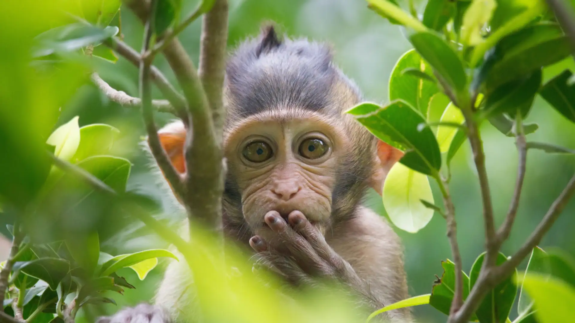 EXTRA: "The Monkey's Necklace" by Priscilla Howe