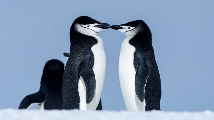 Penguin Population