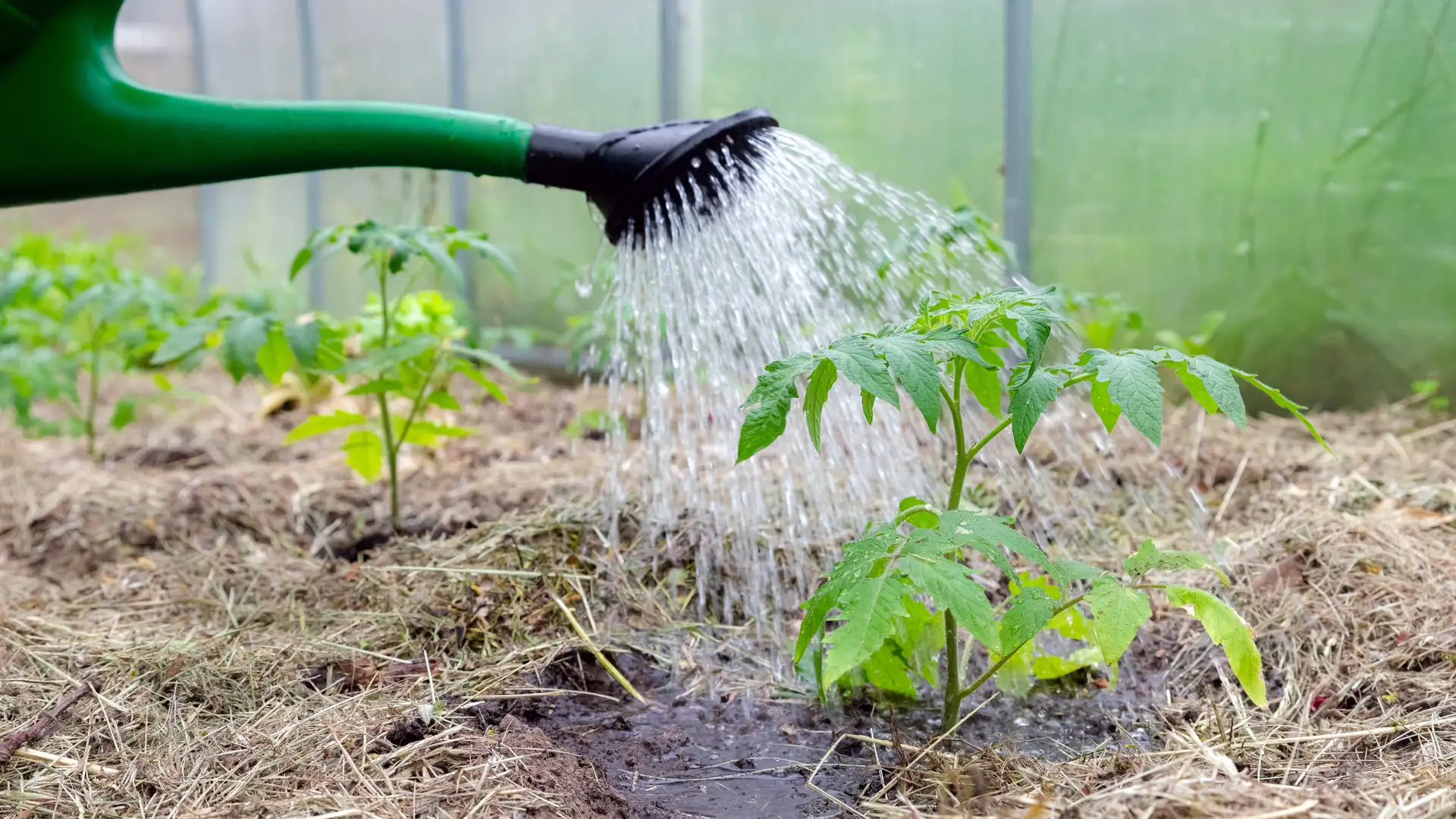 Gaining Faith in Christ