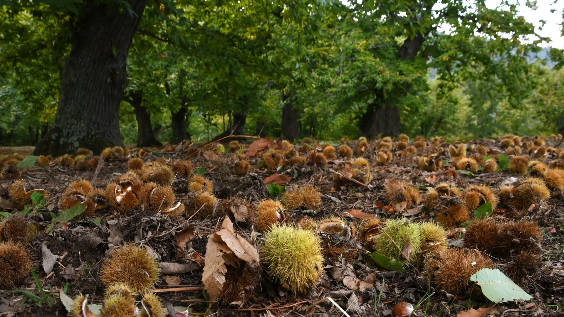 Chestnut Resurrection       