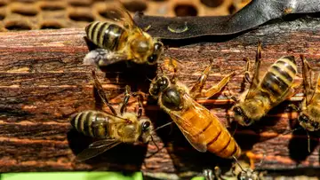 The Queen Bee