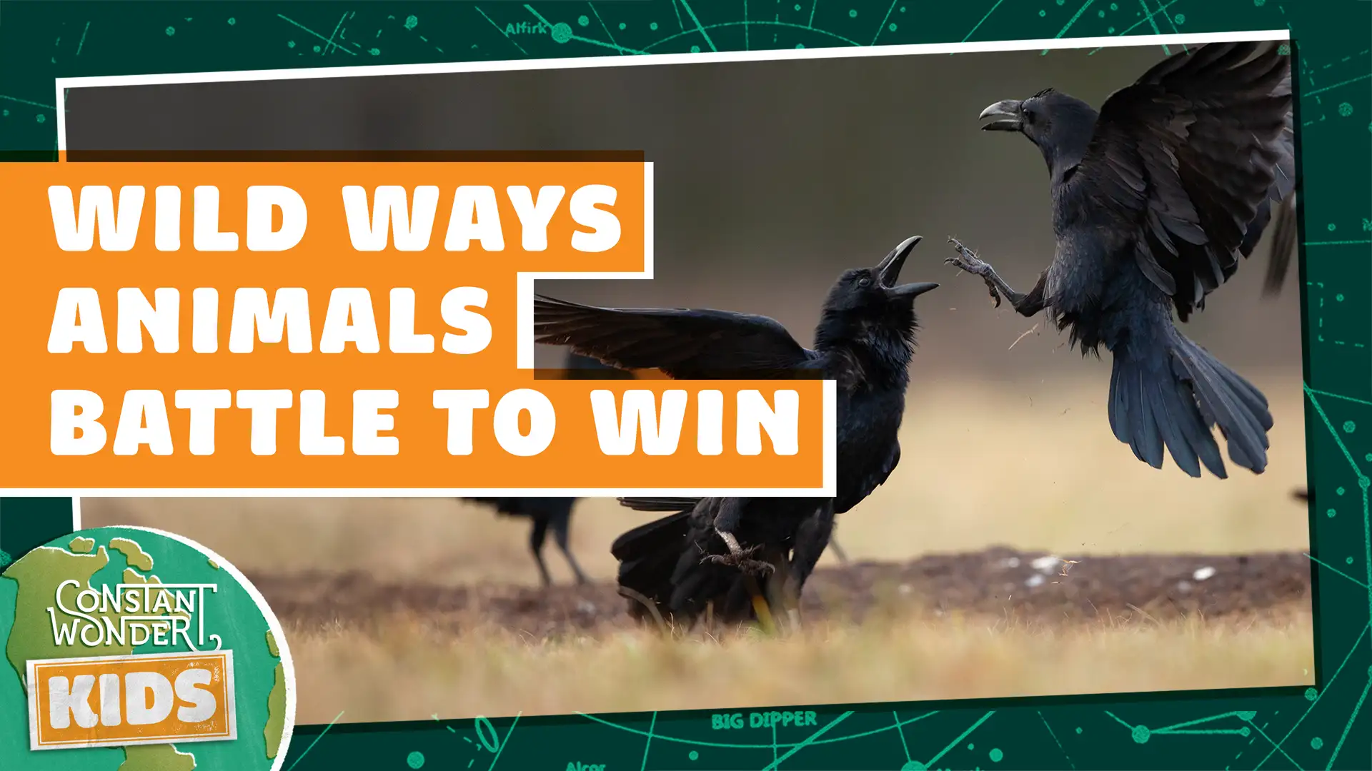 Wild Ways Animals Battle to Win
